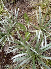 Chaerophyllum eriopodum