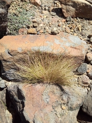 Rytidosperma setifolium