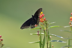 Papilio menatius morelius