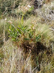 Senecio gunnii