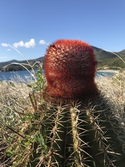 Melocactus intortus