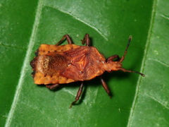 Hesus acuminatus