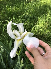Iris albicans