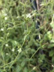 Cerastium brachypetalum