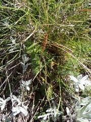 Chaerophyllum eriopodum