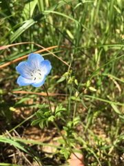 Nemophila menziesii menziesii