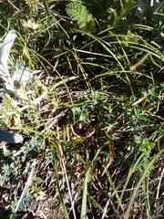 Pimelea alpina