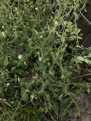 Cerastium brachypetalum