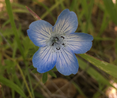 Nemophila menziesii menziesii