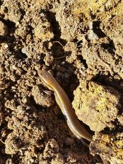 Oligosoma aeneum
