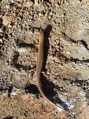 Oligosoma aeneum