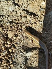 Oligosoma aeneum