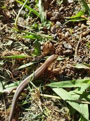 Oligosoma aeneum