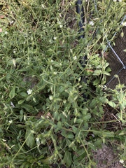 Cerastium brachypetalum