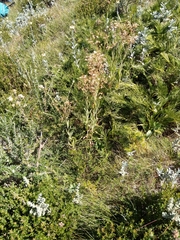 Senecio gunnii