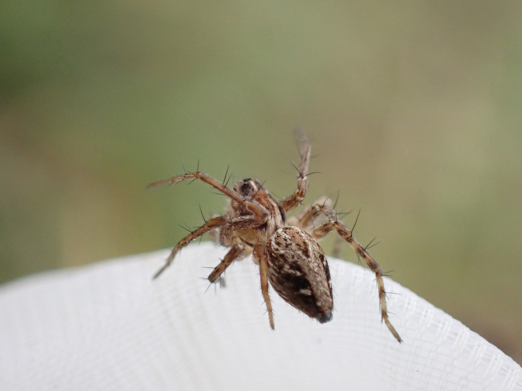 Lynx Spider