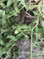 Cerastium brachypetalum