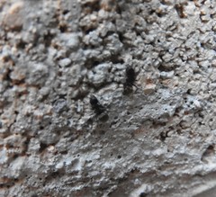 Dolichoderus bispinosus