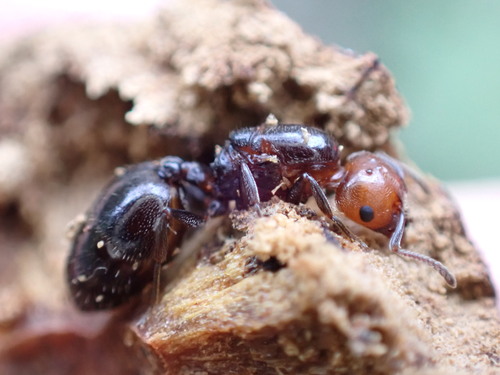 Mediterranean Acrobat Ant photo 5