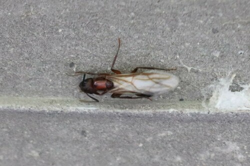 Tropical Carpenter Ant photo 5