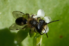 Andrena anisochlora