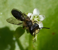Andrena anisochlora