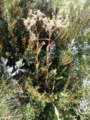 Senecio gunnii