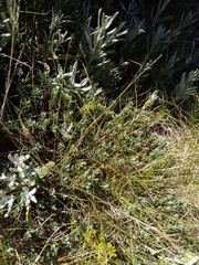 Pimelea alpina