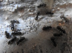 Dolichoderus bispinosus