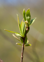Lonicera involucrata