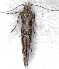 Pyroderces aellotricha