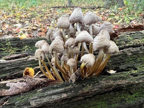 Mycena