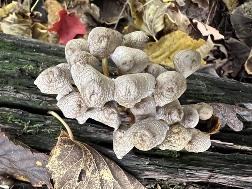 Mycena (Photo 2 of 4)