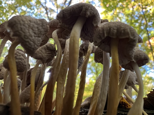 Mycena (Photo 3 of 4)