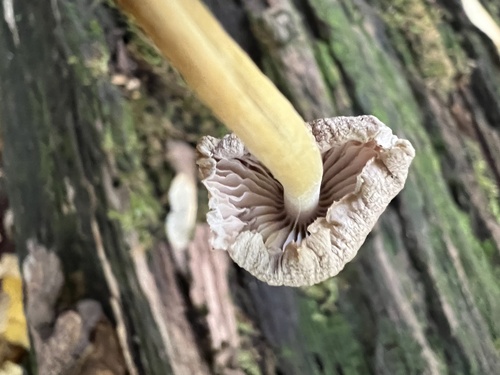 Mycena (Photo 4 of 4)