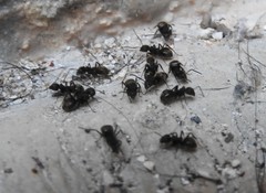 Dolichoderus bispinosus