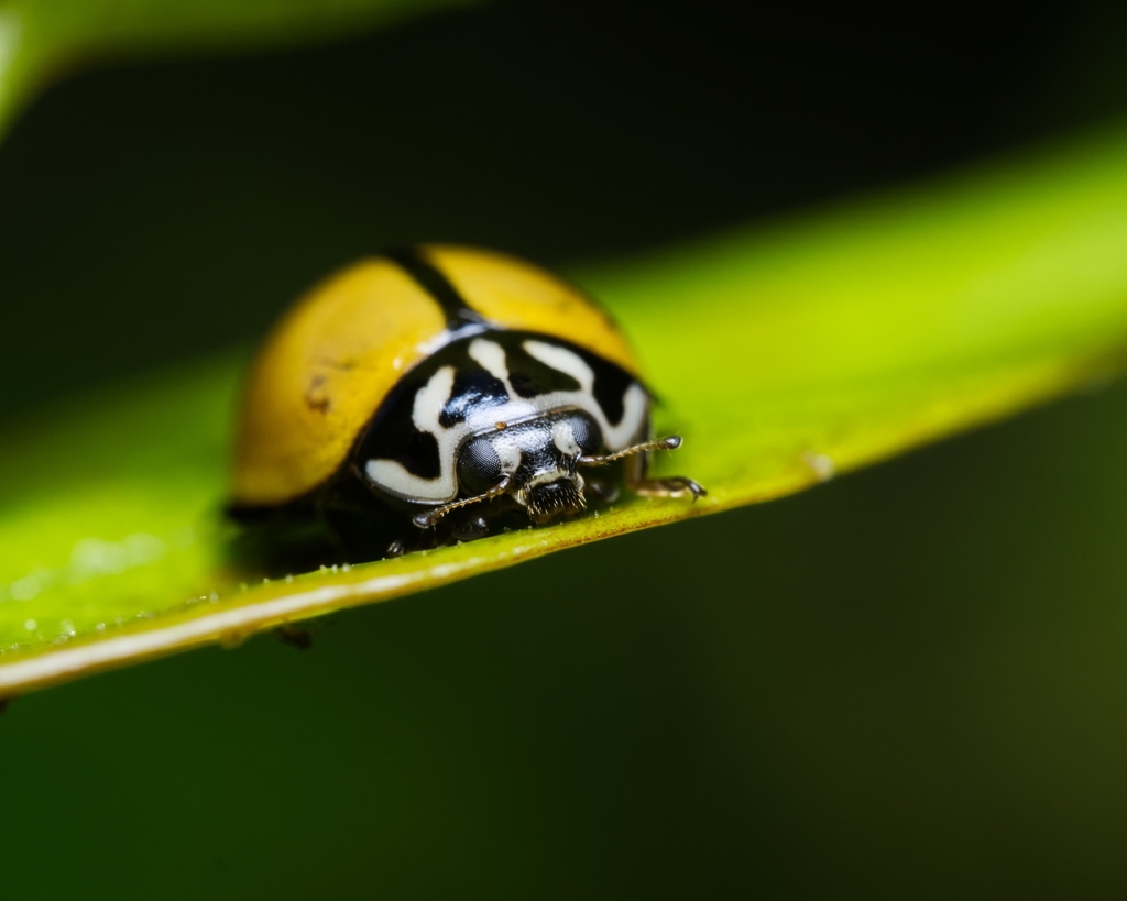 Blackring Lady Beetle