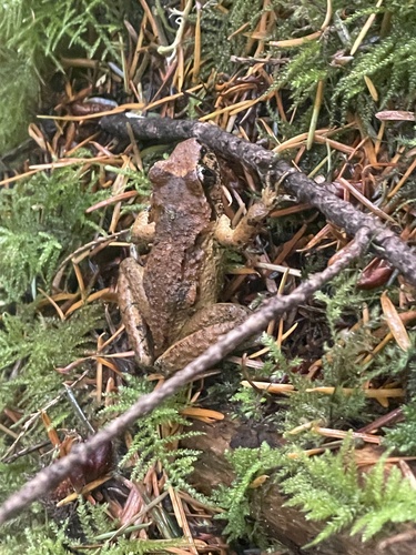 Coastal Tailed Frog (Ascaphus truei), a species recorded in Oregon