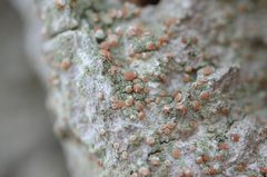 Bacidia rubella