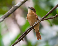 Cinnamon Becard photo 2