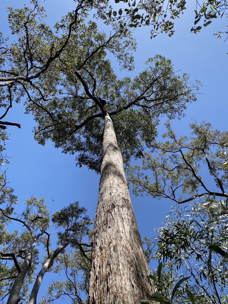 broad-leaved stringybark from Glenbar Tiaro Rd, St Mary, QLD, AU on ...