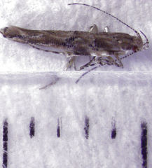 Pyroderces aellotricha