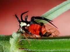 Cyphonia trifida