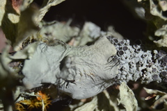 Parmotrema rampoddense