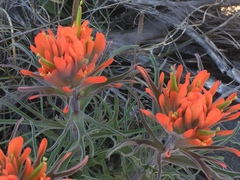 Castilleja lindheimeri