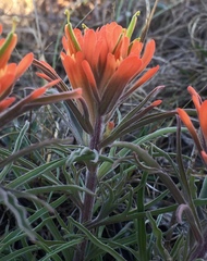 Castilleja lindheimeri