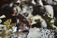 Parmotrema rampoddense