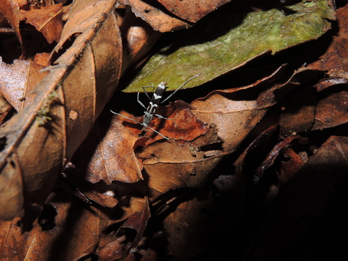Demonax reticollis