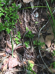 Thamnophis atratus