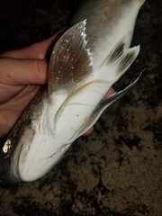 Polydactylus octonemus
